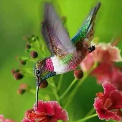 kok最新客户端下载手机版