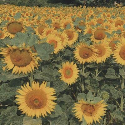 江南娱乐app官网下载官方入口